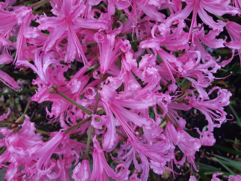 Нерина Боудена Nerine bowdenii