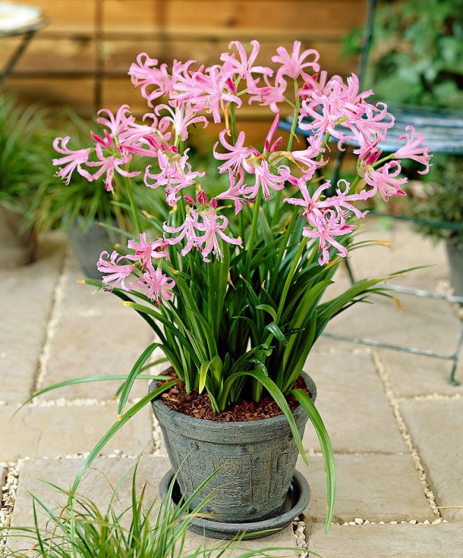 Нерине (Nerine)