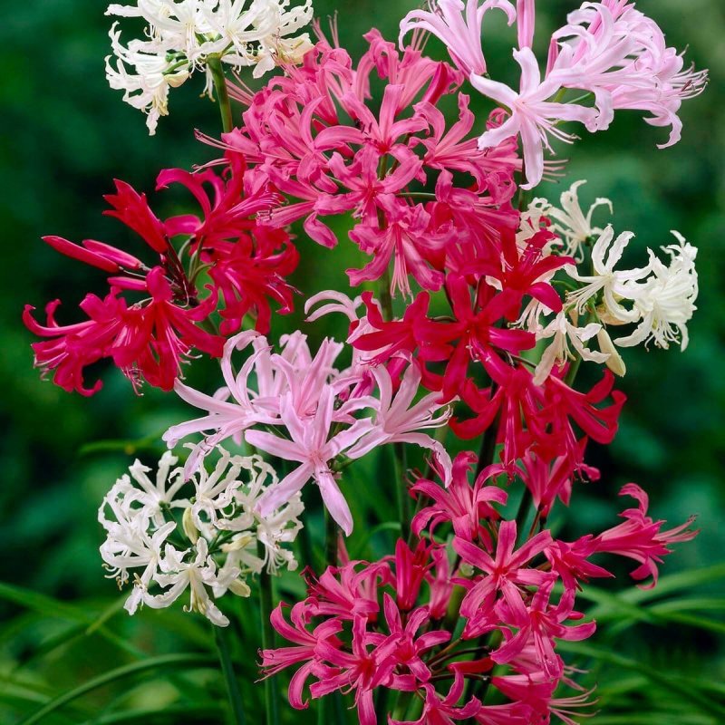Нерина Боудена Nerine bowdenii