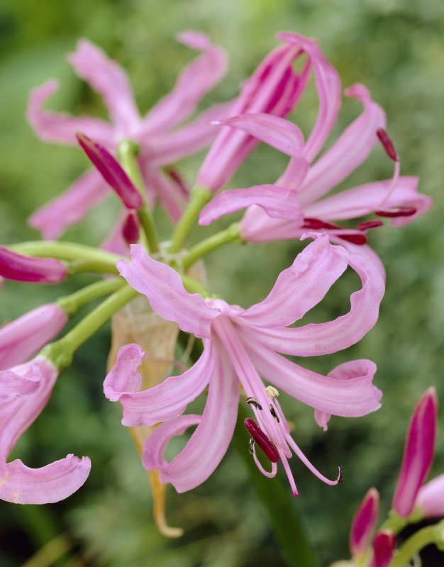 Nerine цветок bowdenii
