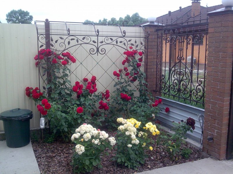 Палисадник из роз