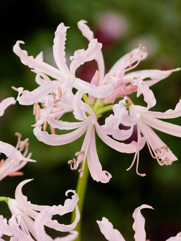 Нерина Боудена Nerine bowdenii