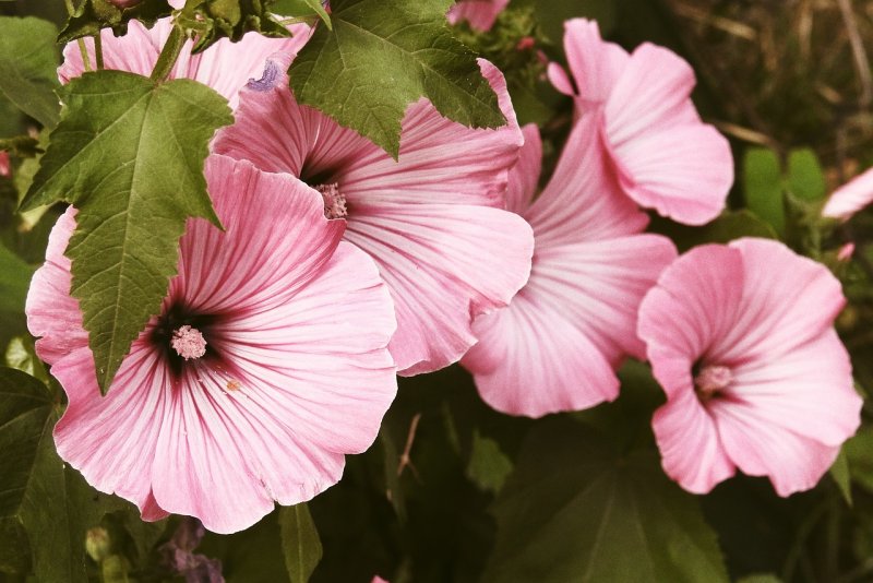 Hollyhock Мальва
