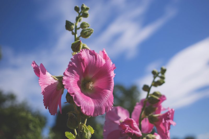 Hollyhock цветок