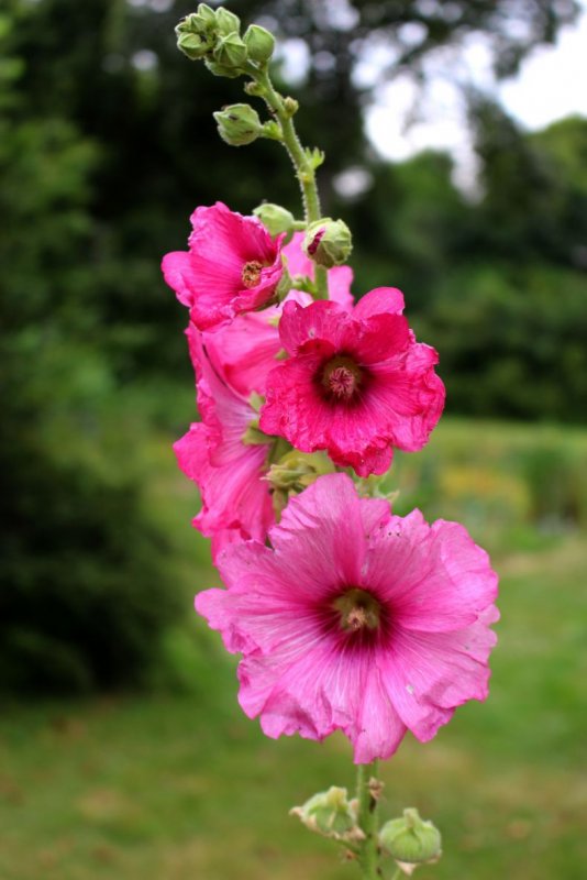 Мальва Alcea altissima