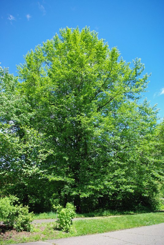 Lonicera xylosteum