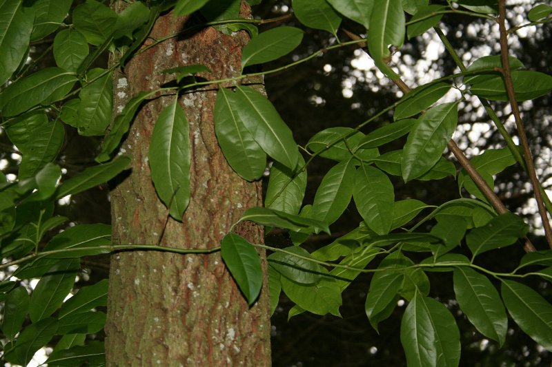 Prunus laurocerasus