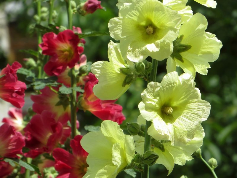 Мальва Alcea altissima