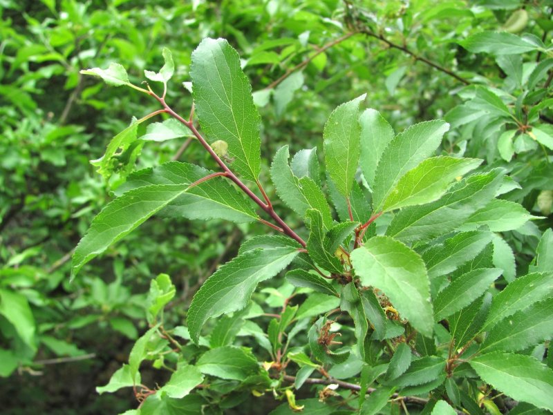 Chionanthus virginicus