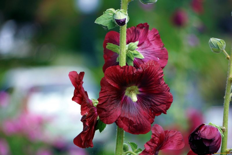 Мальва Red Hollyhock