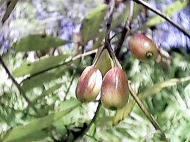 Тис остроконечный Taxus cuspidata