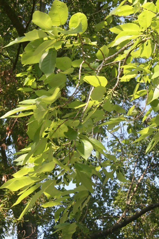 Crape Myrtle растение