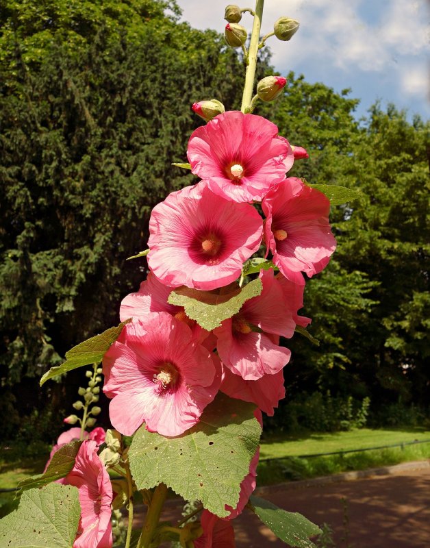 Мальва розовая (Alcea rosea)