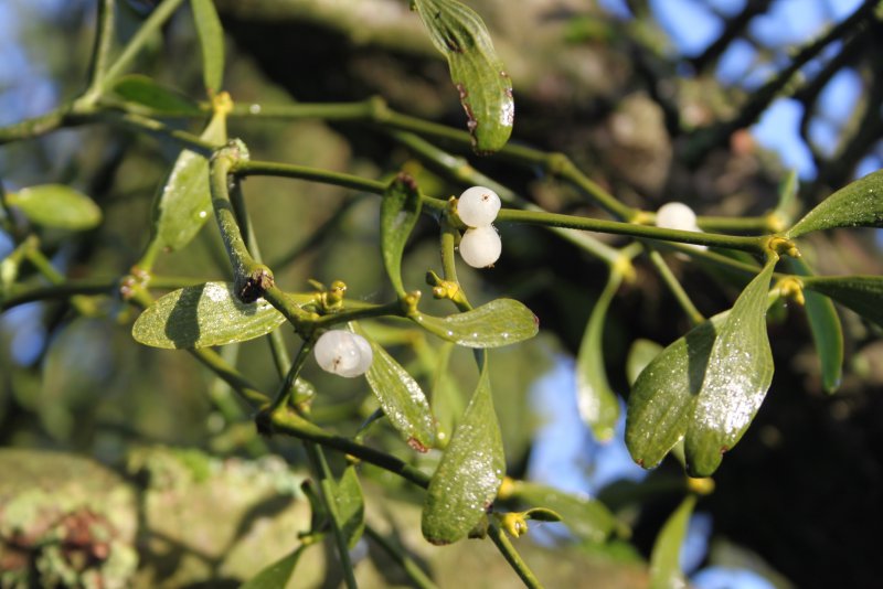Клен красный Брендивайн Acer rubrum Brandywine