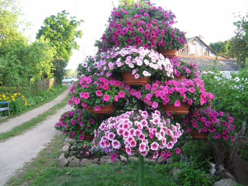 Ампельная петуния на шпалере