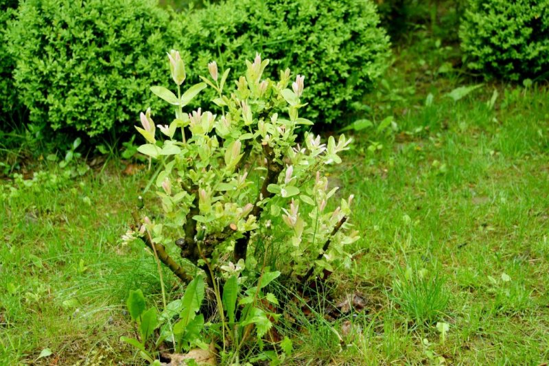 Chenopodium glaucum l. – Марь сизая