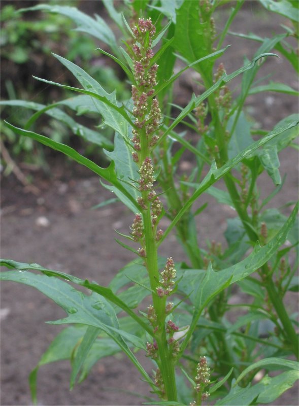 Марь красная – Chenopodium rubrum