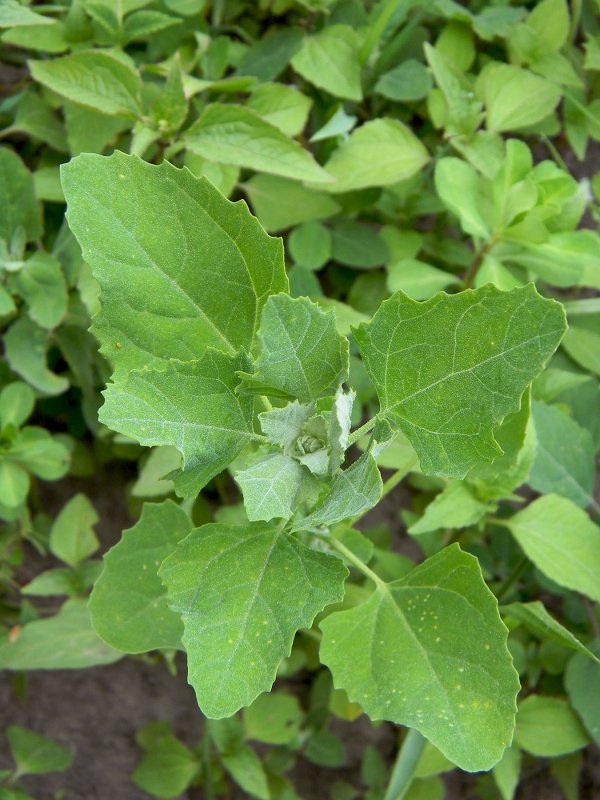Lagotis integrifolia