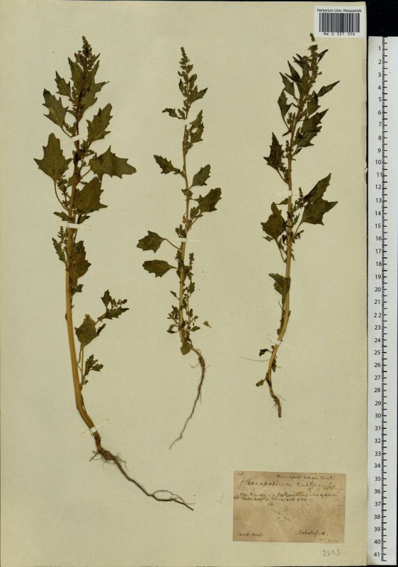 Artemisia integrifolia