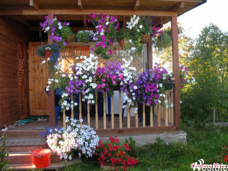 Петуния ампельная на веранде