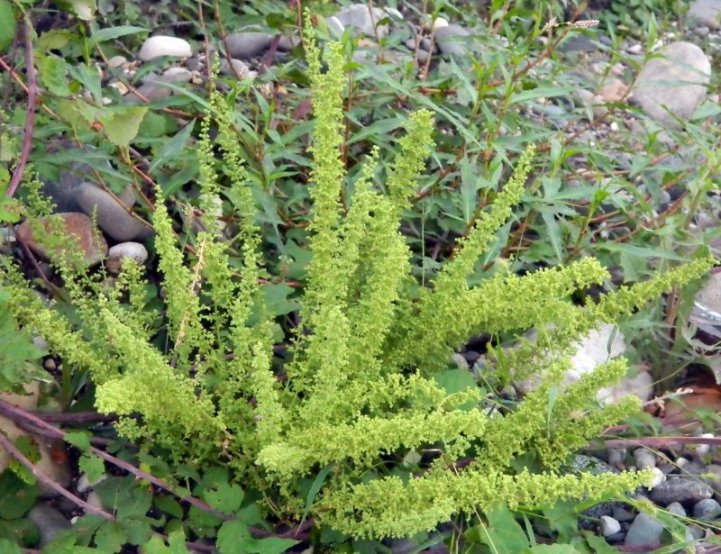 Chenopodium Acerifolium