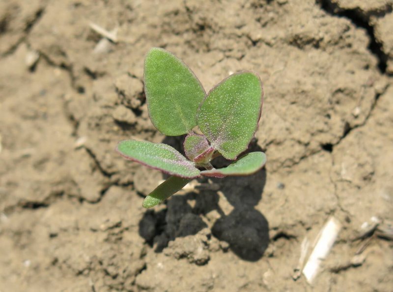 Dysphania Botrys
