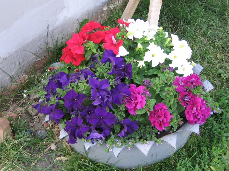 Клумбы петунии из покрышек