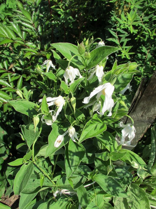 Марь белая (Chenopodium album l.)