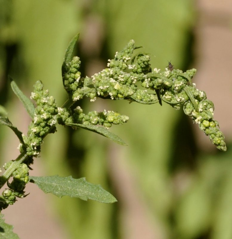 Марь белая (Chenopodium album)