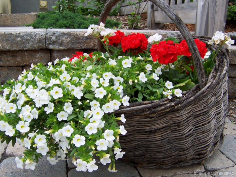 Красивые клумбы из петуньи