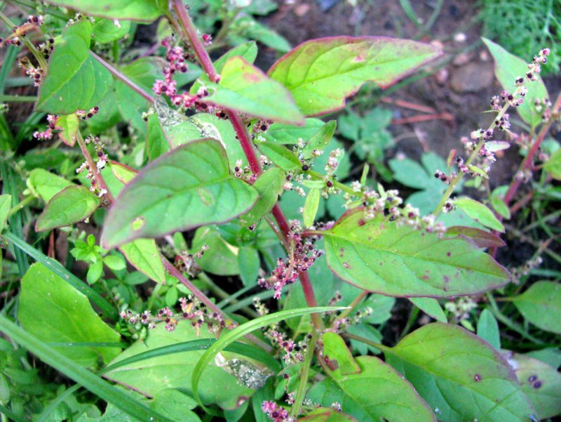 Марь многосемянная - Chenopodium polyspermum l.