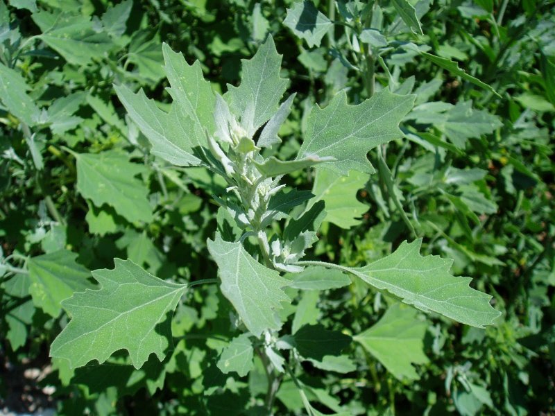 Марь белая (Chenopodium album l.)