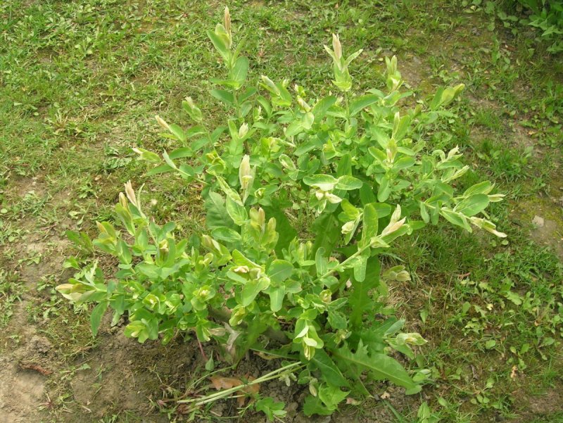 Ива цельнолистная "Hakuro nichiki" Salix "Hakuro nichiki"