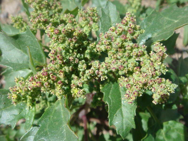 Марь (Chenopodium)