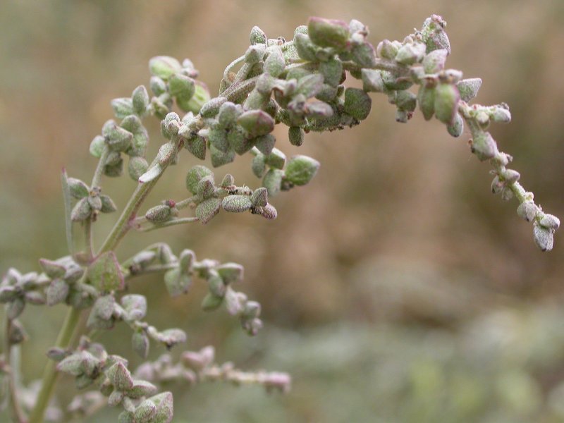 Atriplex patula