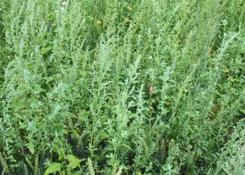 Марь белая (Chenopodium album)