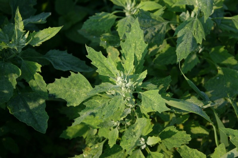 Марь красная – Chenopodium rubrum
