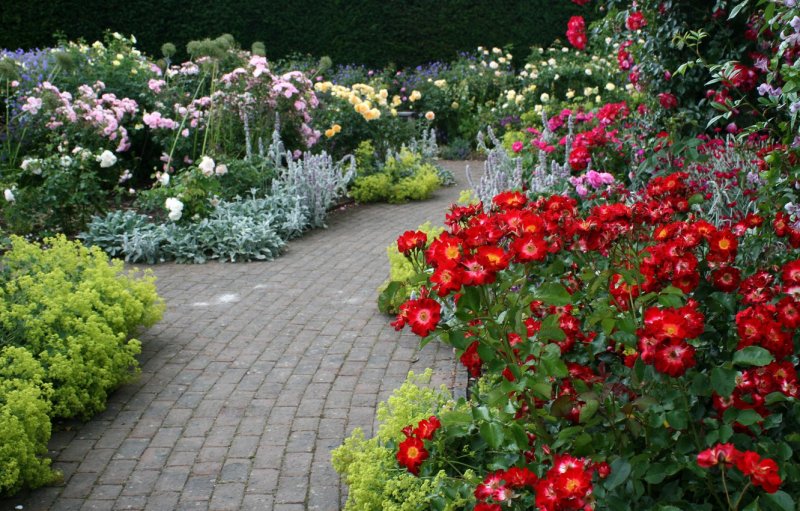 Rose Garden. Розарий.