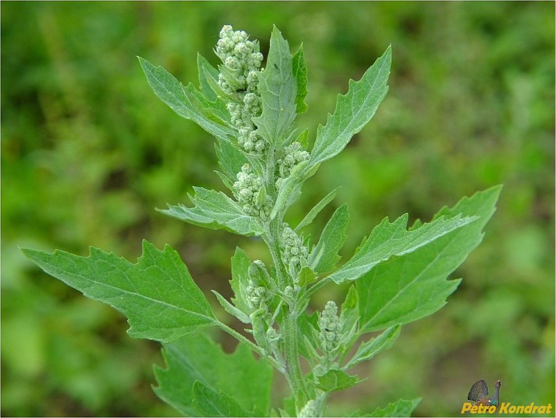Марь белая (Chenopodium album)