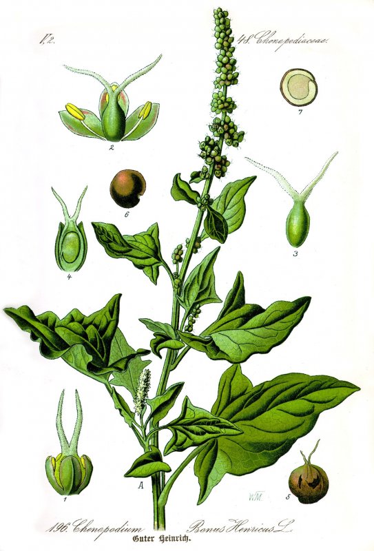 Chenopodium Botrys