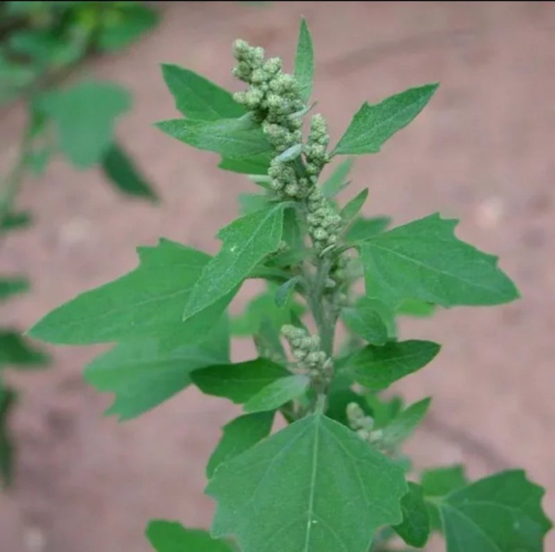 Марь белая (Chenopodium album)