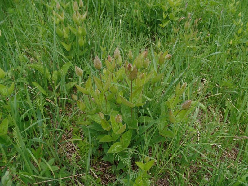 Марь белая (Chenopodium album)