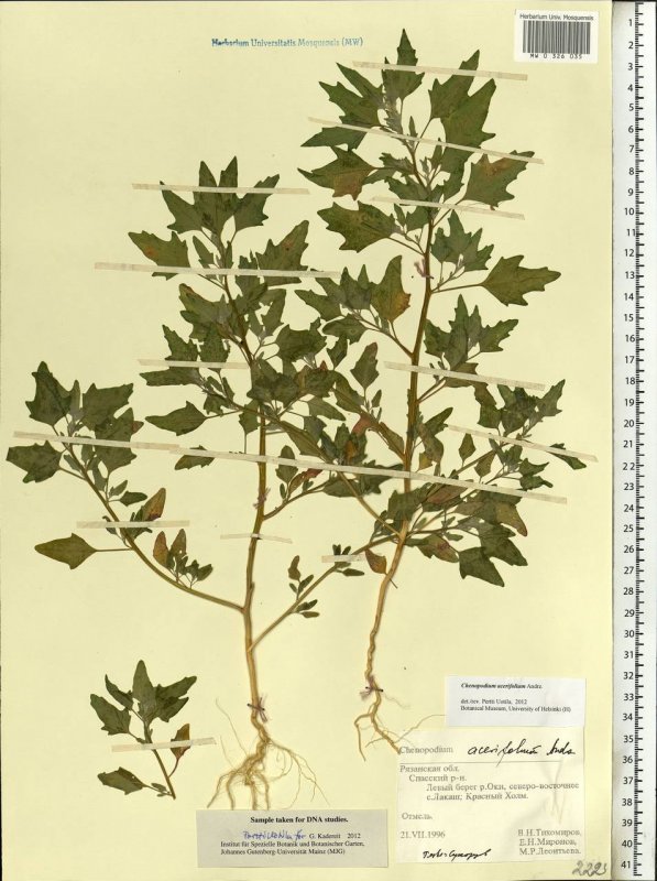Chenopodium album