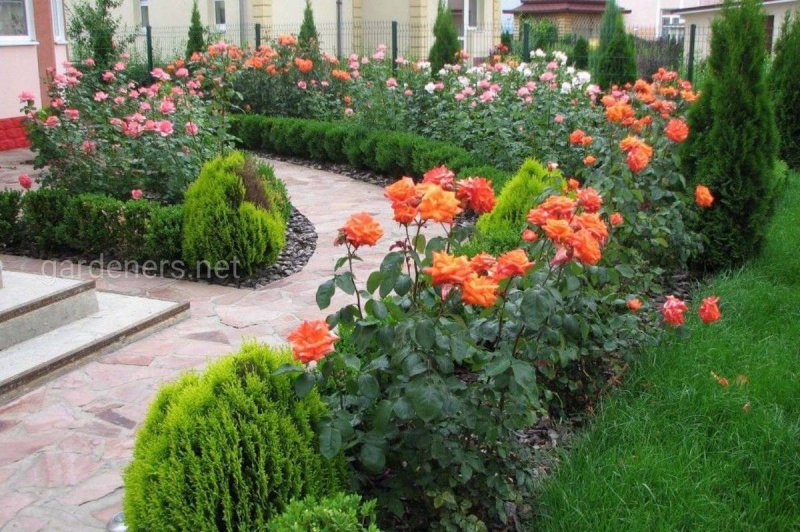 Роза патио в ландшафте