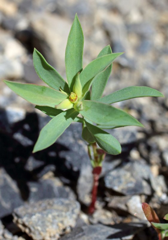 Euphorbia falcata