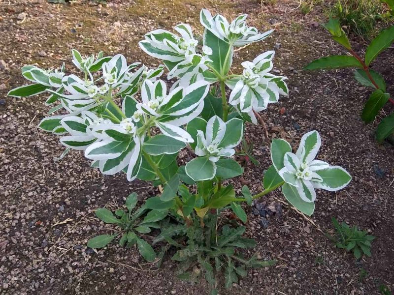 Euphorbia Fulgens