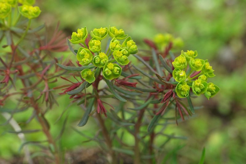 Молочай кипарисовый (Euphorbia cyparissias)