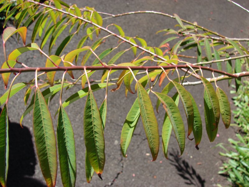 Euphorbia berorahae