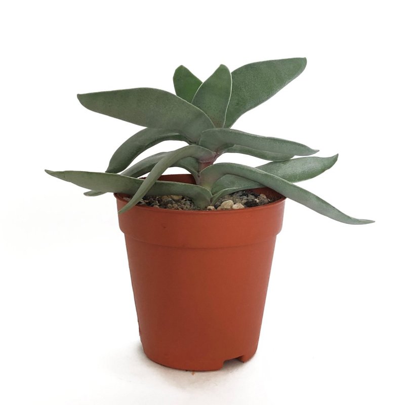 Ornithocephalus gladiatus, миниатюра