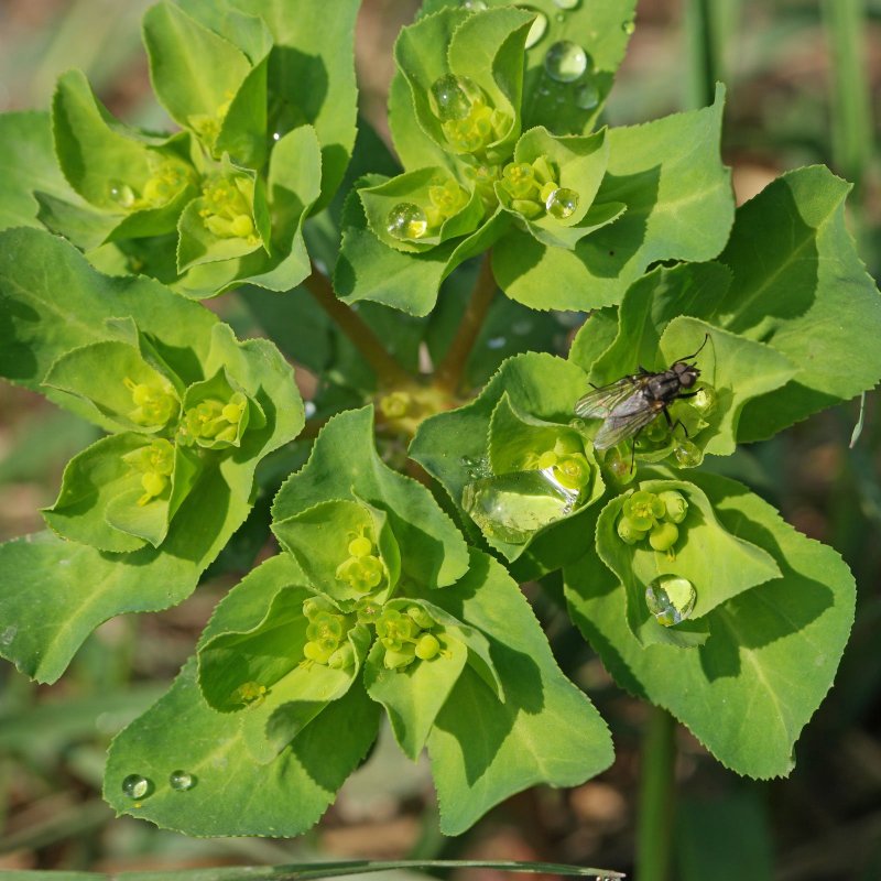 Euphorbia plagiantha